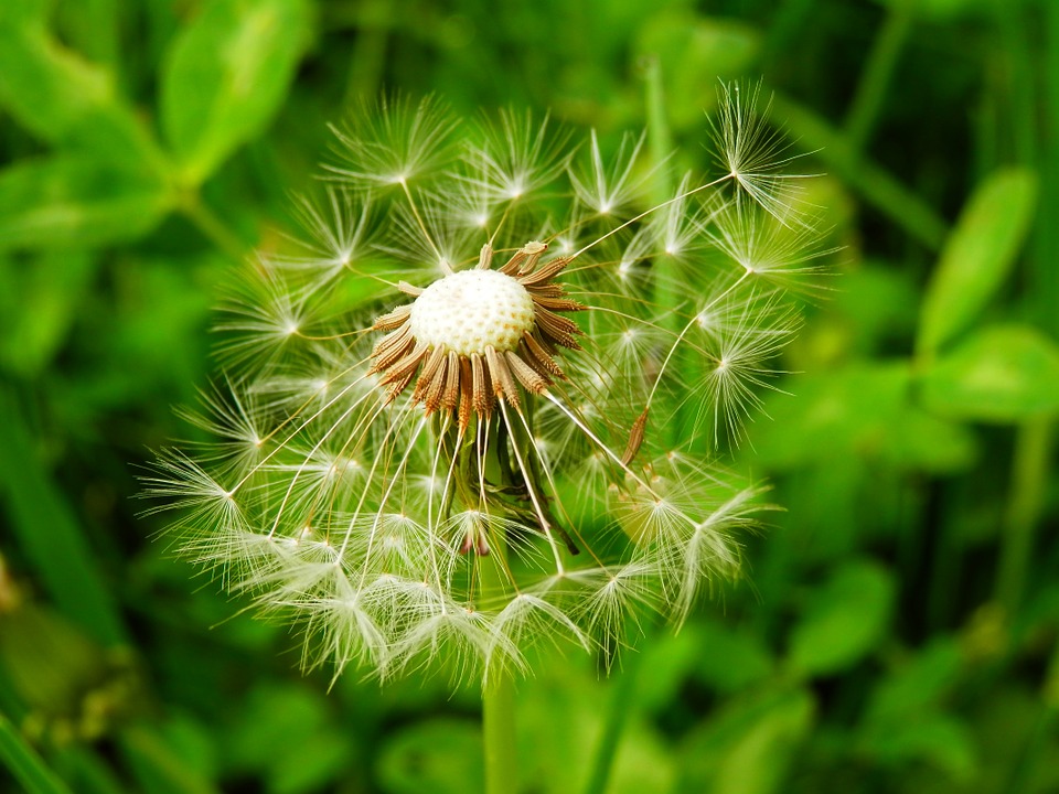 Le guide (facile) de la conception d’un jardin