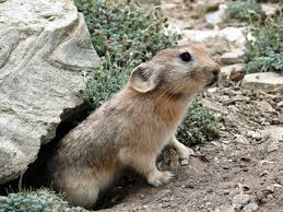 ili-pika