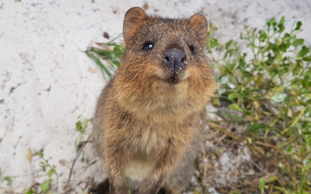 Top 3 des animaux les plus mignons