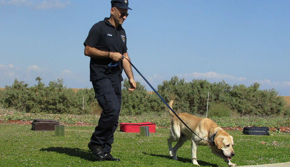 Chien de détection : qui sont-ils ?