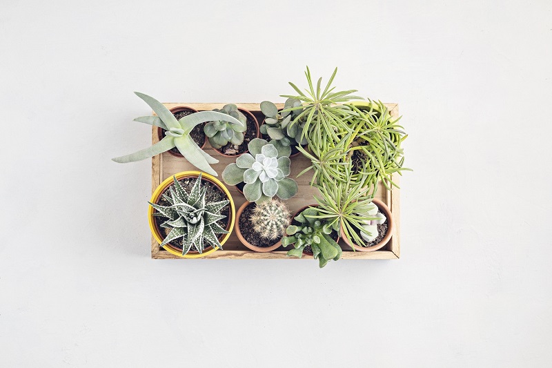 Vue de dessus de plantes en pot pour la maison. Jardinage à domicile, concept de décoration intérieure