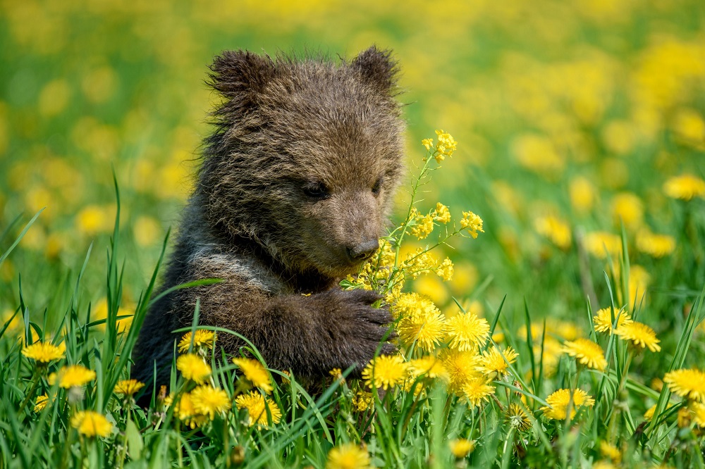 Jeune ourson brun dans une prairie avec des fleurs jaunes.