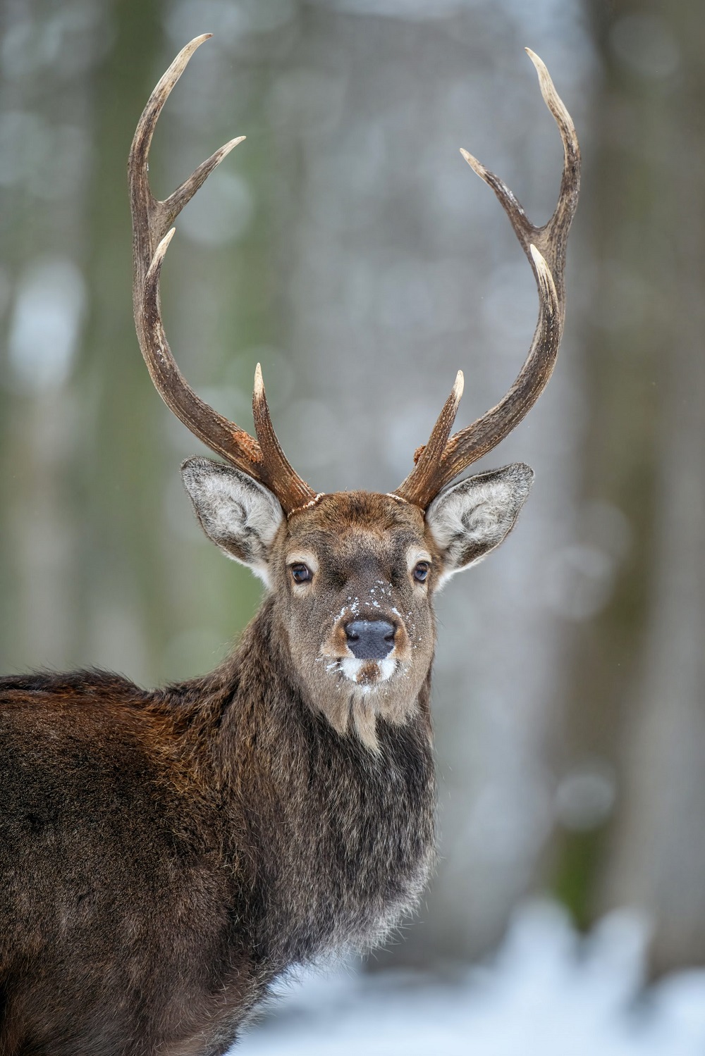 Portrait de cerf mâle dans la forêt en hiver. Animal dans son habitat naturel. Scène de vie sauvage