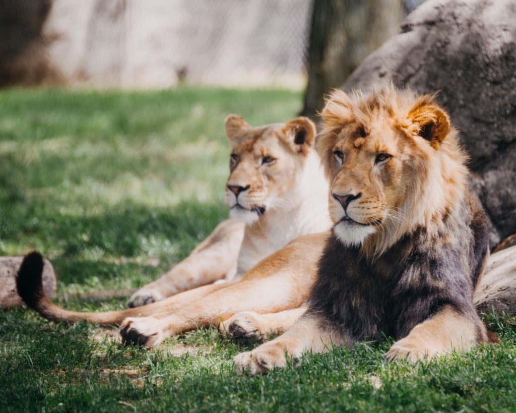 Un lion et une lionne allongés dans l'herbe