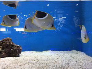 Aquarium