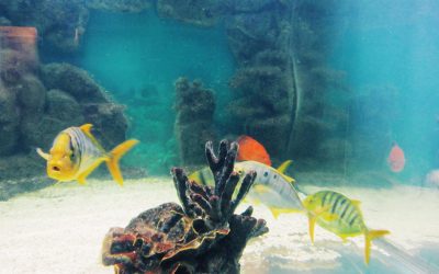 Visiter les meilleurs aquariums en Normandie