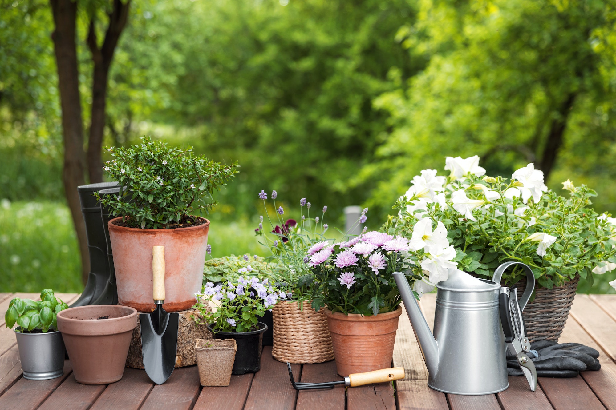 plusieurs fleurs et plantes avec un arrosoir