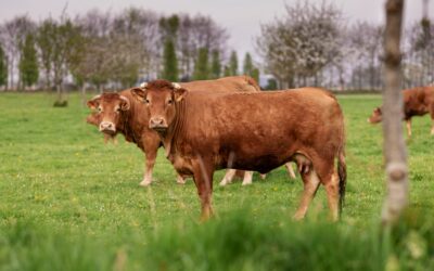 Les prairies normandes : leur importance dans la production de lait et de fromage