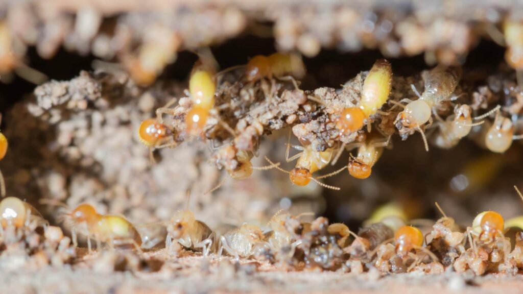 Des termites