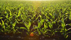 Champ agricole