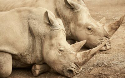 Animaux en voie de disparition : comment contribuer à leur protection