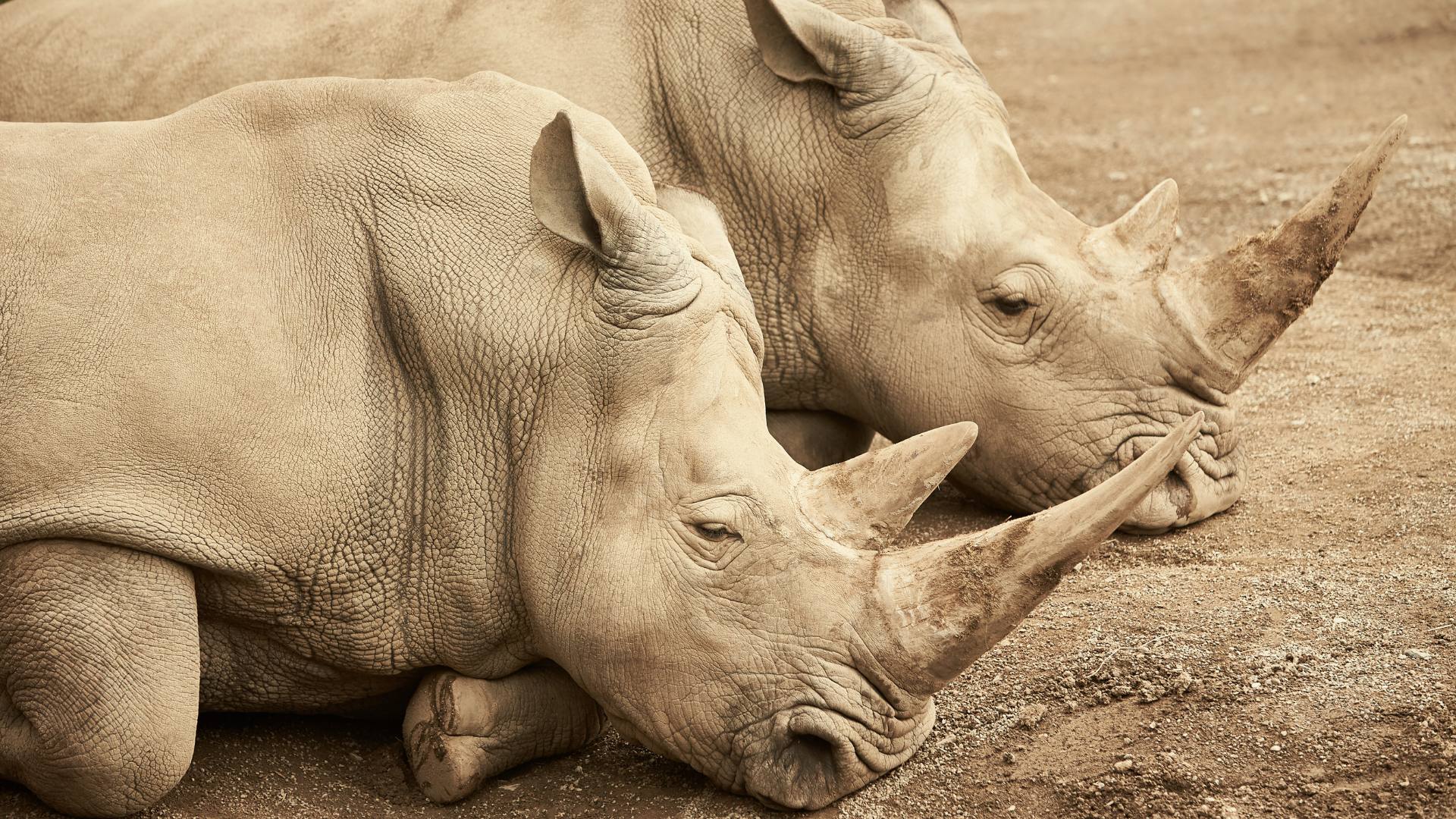 Animaux en voie de disparition