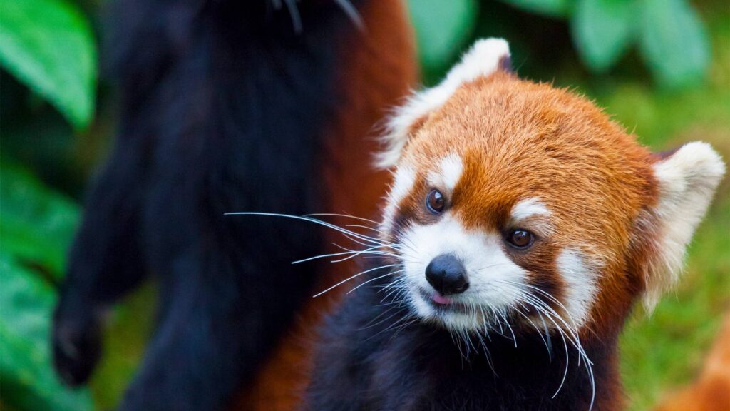 Animaux en voie de disparition