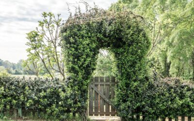 Créer un jardin sans pesticides : conseils pour une culture saine et respectueuse