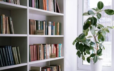 Choisir les plantes d&rsquo;intérieur adaptées à la lumière naturelle de votre salon