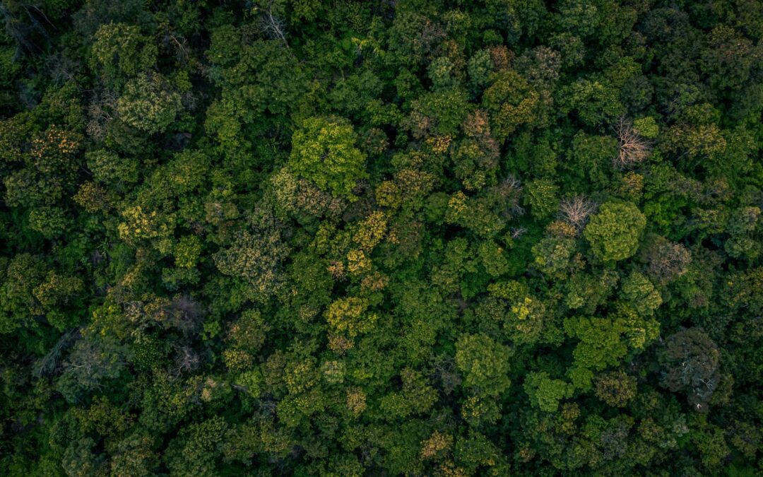 Réensauvagement : comprendre ce mouvement pour la biodiversité