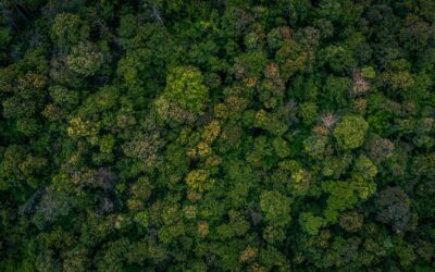 Réensauvagement : comprendre ce mouvement pour la biodiversité